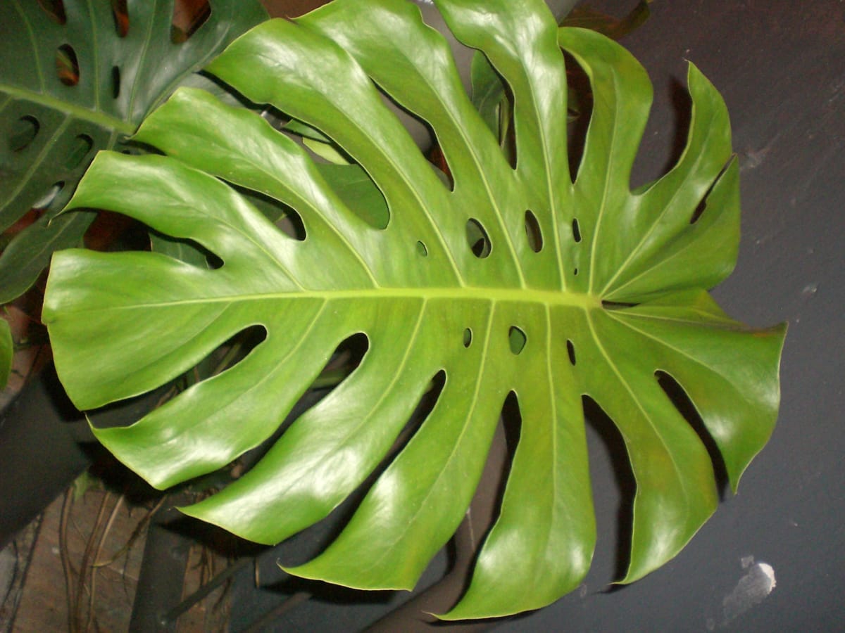 Sfeerbeeld: blad van een Monstera